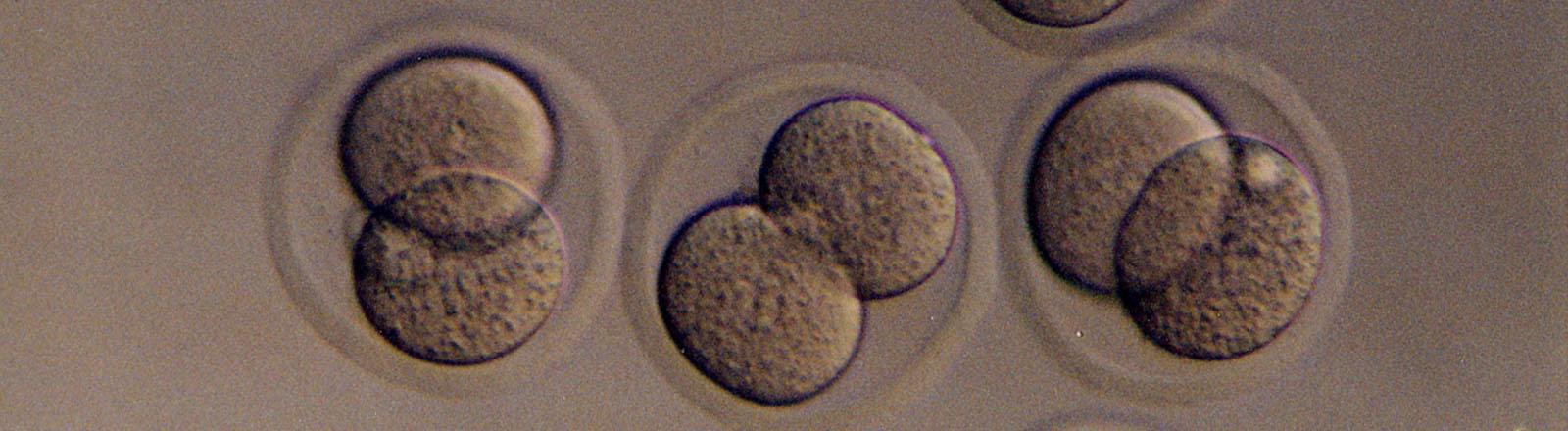 Biology embryo image
